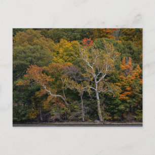 Cartão Postal Autumn Sycamores