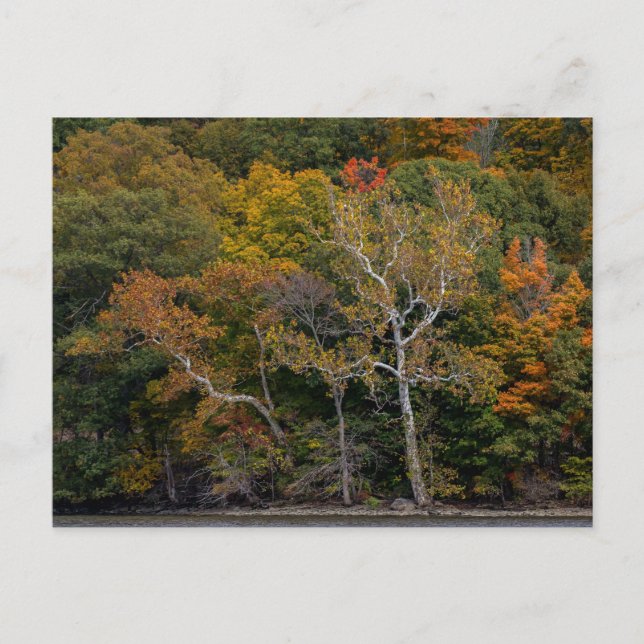 Cartão Postal Autumn Sycamores (Frente)