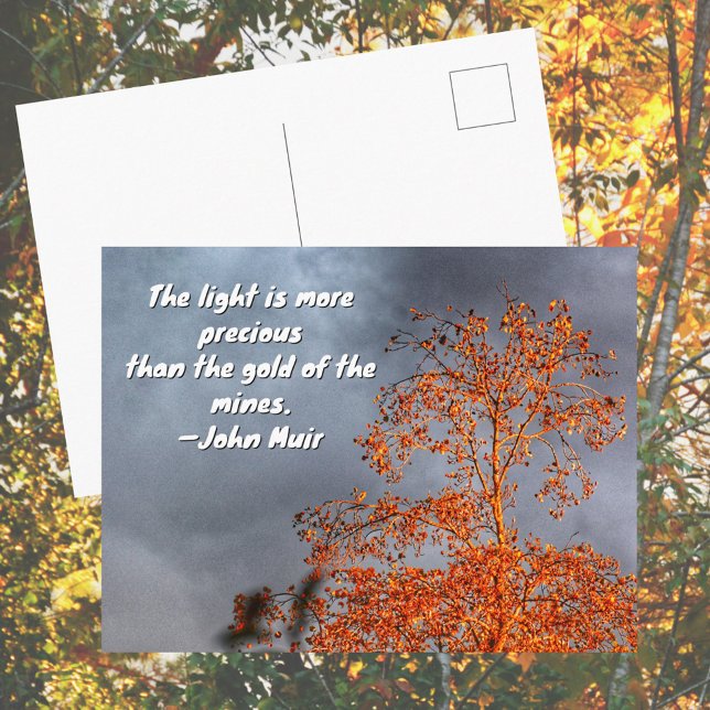 Cartão Postal Autumn Tree Golden Light John Muir Nature Quote (Criador carregado)
