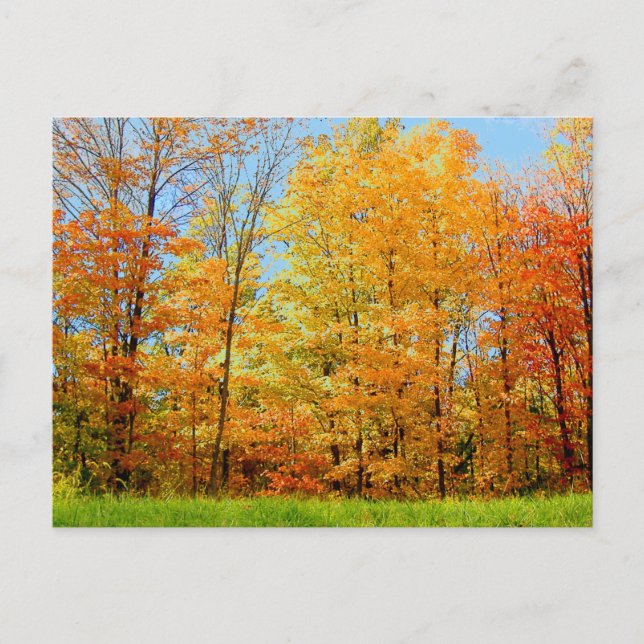 Cartão Postal Autumn Trees 2004 Foto (Frente)