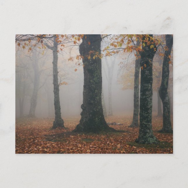 Cartão Postal Autumn view of foggy forest, Grandfather 2 (Frente)