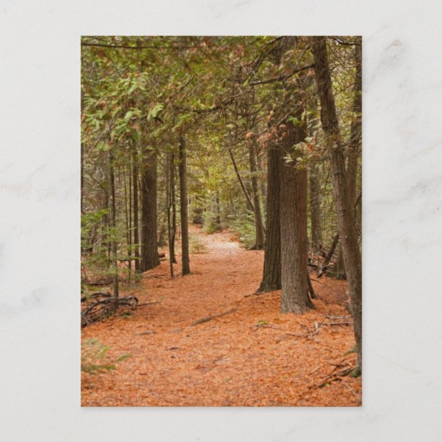 Cartão Postal Autumn Walk (Frente)