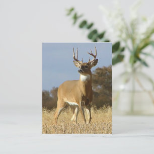 Cartão Postal Autumn Whitetail Buck