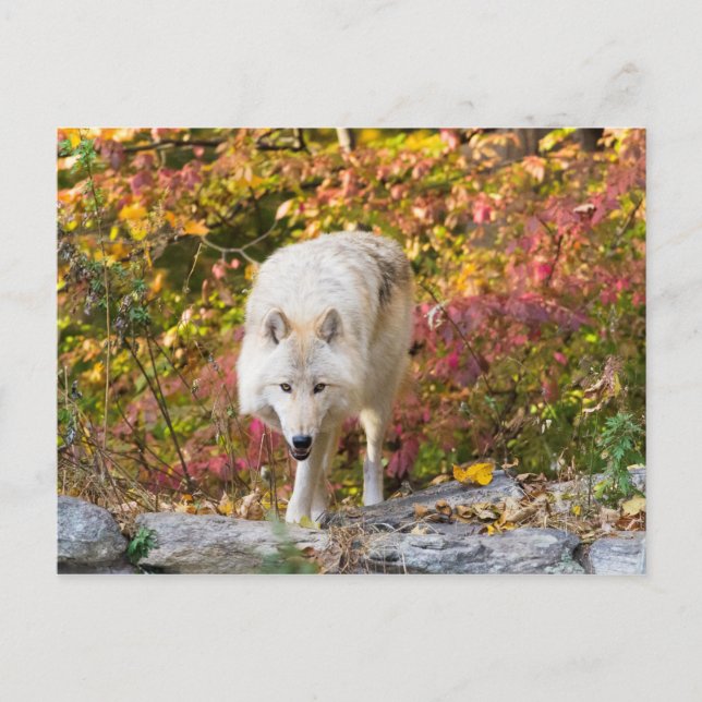Cartão Postal Autumn Wolf (Frente)