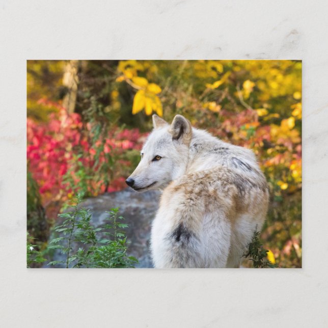 Cartão Postal Autumn Wolf (Frente)
