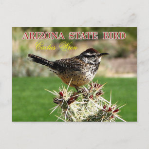 Cartão Postal Ave de arizona - Cactus Wren