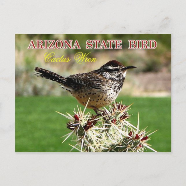 Cartão Postal Ave de arizona - Cactus Wren (Frente)
