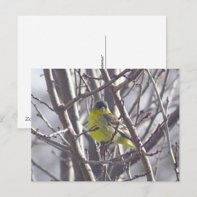 Cartão postal - Ave de Inverno (Frente/Verso)