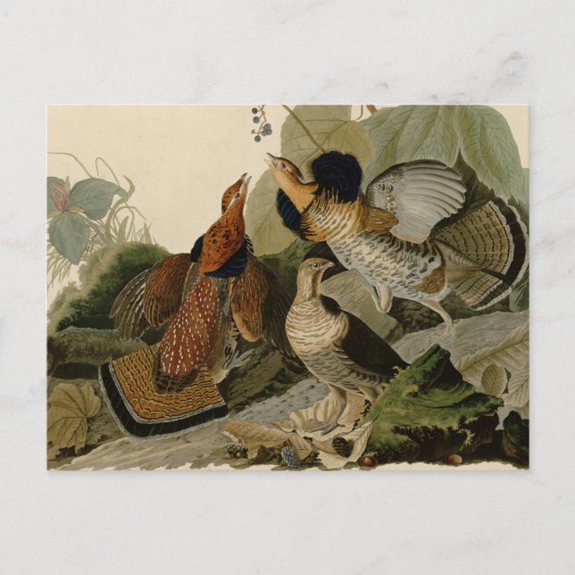 Cartão Postal Ave de Jogo de Audubon do Agrupamento Rachado (Frente)