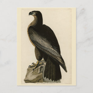 Cartão Postal Ave de Washington das Aves da América de Audubon
