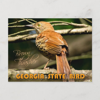 Cartão Postal Ave do Estado da Geórgia - Brown Thrasher