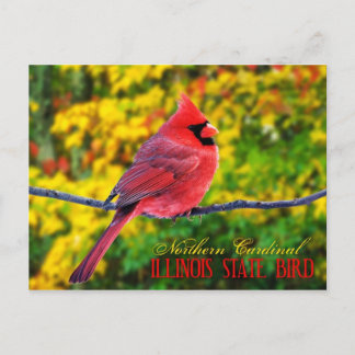 Cartão Postal Ave do Estado de Illinois - Cardeal Norte
