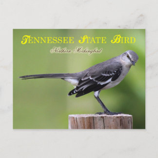 Cartão Postal Ave do Estado do Tennessee - Mockingbird Norte