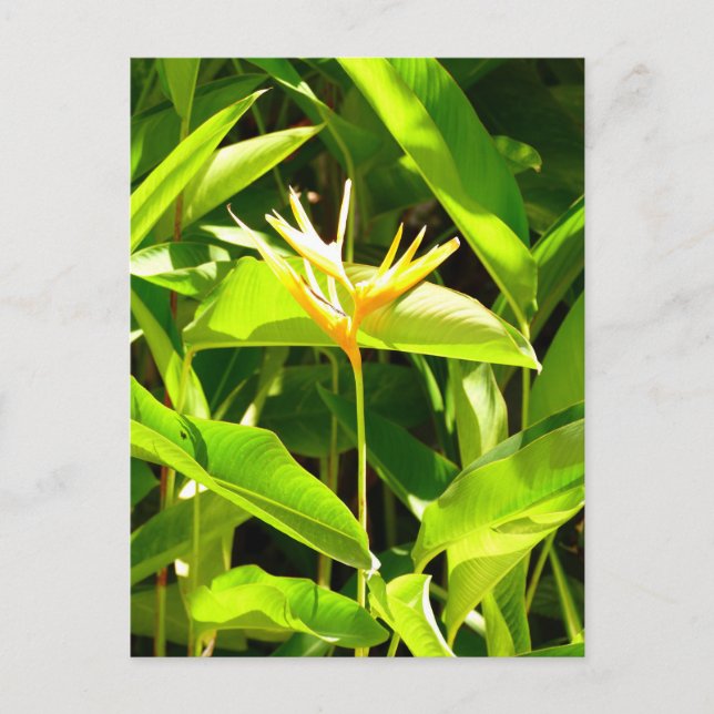 Cartão Postal Ave do Paraíso (Frente)