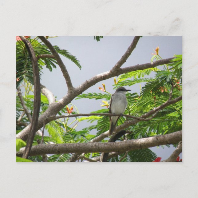 Cartão Postal Ave En Cerrillos (Frente)