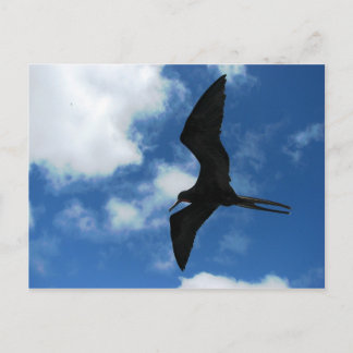 Cartão Postal Ave-frade (Fragata), Galápagos