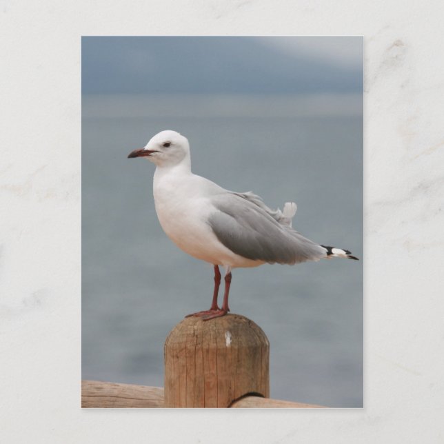 Cartão Postal ave marinha (Frente)