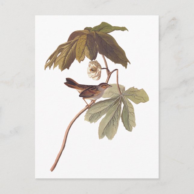 Cartão Postal Ave-pássaro-brava do pântano de Audubon em Mandrak (Frente)