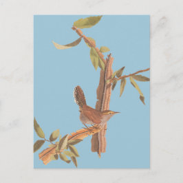 Cartão Postal Ave Solitária Wren Bewick de Audubon em Branch