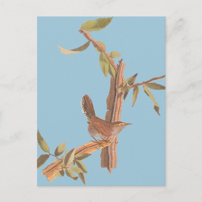Cartão Postal Ave Solitária Wren Bewick de Audubon em Branch (Frente)