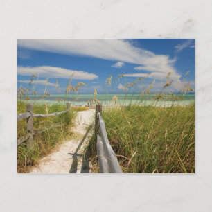 Cartão Postal Aveia do mar Uniola paniculata) crescendo pela pra