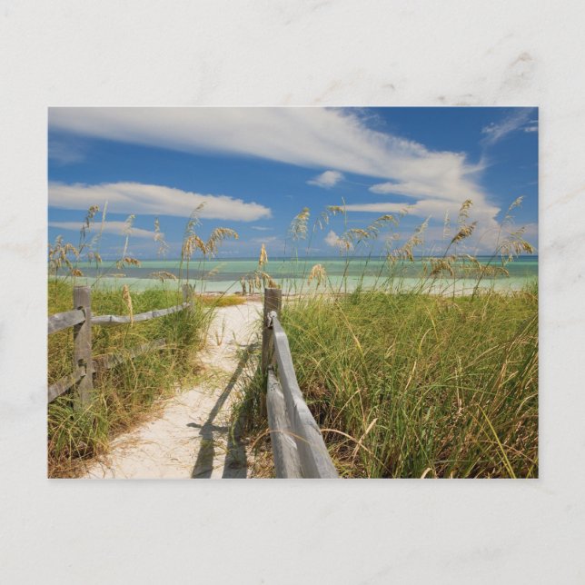 Cartão Postal Aveia-do-mar (Uniola paniculata) cultivada por pra (Frente)