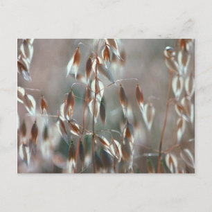 Cartão Postal Aveia Madura (Avena Sativa) Close Up. Ceres, Bolan