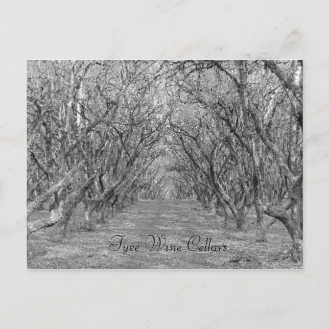 Cartão Postal Avelãs de qualidade (Frente)