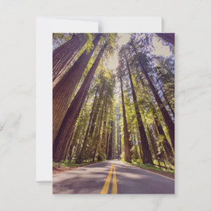 Cartão Postal Avenida dos Giants Redwood Forest