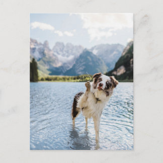 Cartão Postal Aventura no Lago com Border Collie Montanha Cão Vi