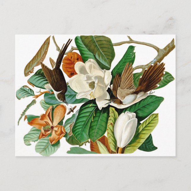 Cartão Postal Aves (Frente)