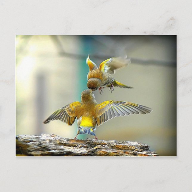 Cartão Postal aves adoráveis (Frente)