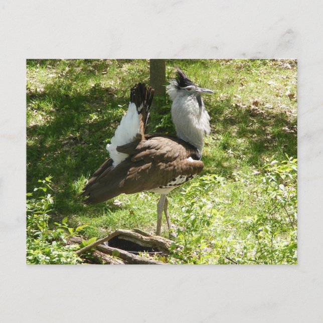Cartão Postal Aves Africanas: Kori Bustard (Frente)
