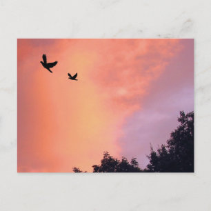 Cartão Postal Aves ao Sunset