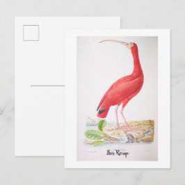 Cartão Postal Aves brilhantes do Brasil - Íbis Vermelho