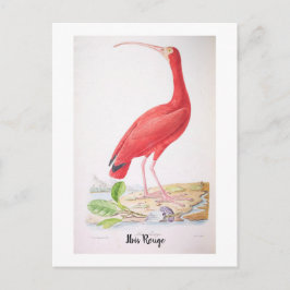 Cartão Postal Aves brilhantes do Brasil - Íbis Vermelho