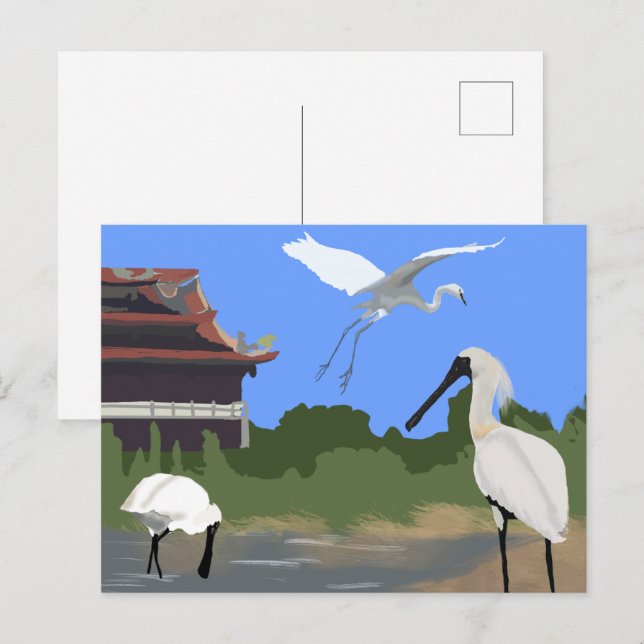Cartão Postal Aves -- colhereiros e garças (Frente/Verso)