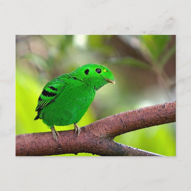 Cartão Postal Aves Coloridas (Frente)