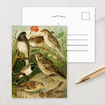 Cartão Postal Aves da América do Norte | Gustav Mü tzel<br><div class="desc">Ilustração do artista alemão Gustav Mü tzel do livro 1891 Die Nordamerikanische Vogelwelt (The World of North-American Birds). O livro descreve cada uma das Aves da América do Norte que Heinrich Nehrling tinha encontrado ou lido sobre. O volume é belamente ilustrado pelo Prof. Robert Ridgway, da Smithsonian Institution and National...</div>