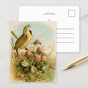 Cartão Postal Aves da América do Norte   Robert Ridgway