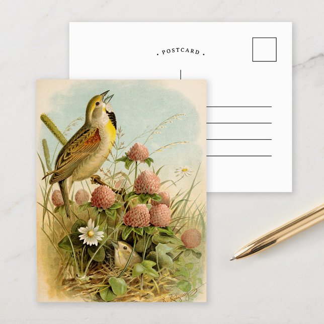 Cartão Postal Aves da América do Norte | Robert Ridgway (Criador carregado)