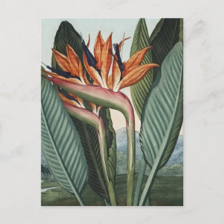 Cartão Postal Aves da Arte Vintage do Paraíso