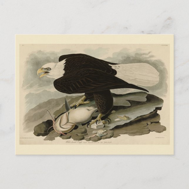 Cartão Postal Aves de Audubon com cabeça branca (Águia Balda) da (Frente)