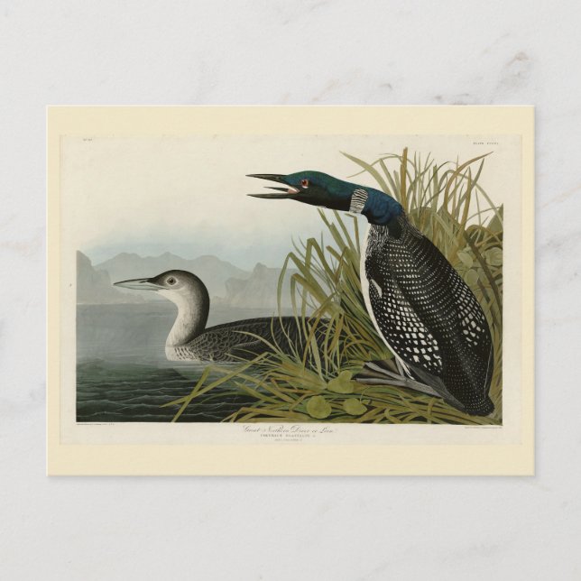 Cartão Postal Aves de Audubon do Norte Diver Loon da América (Frente)