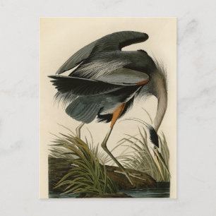 Cartão Postal Aves de Excelente Azul-Héron Audubon