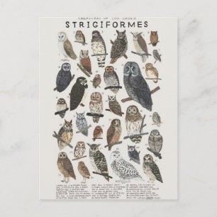 Cartão Postal Aves de rapina noturnas corujas e mochos