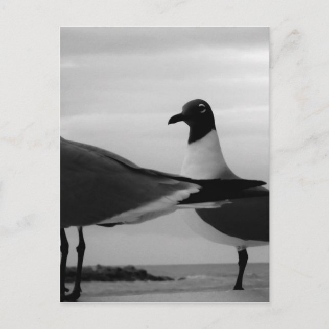 Cartão Postal Aves de uma pena (Frente)