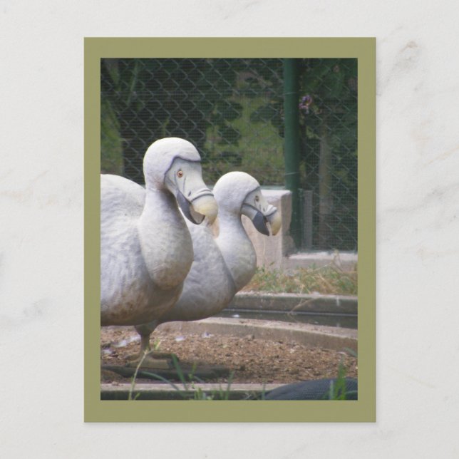 Cartão Postal Aves do Dodo (Frente)