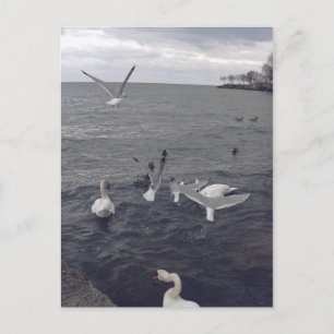 Cartão Postal Aves do Lago Ontário