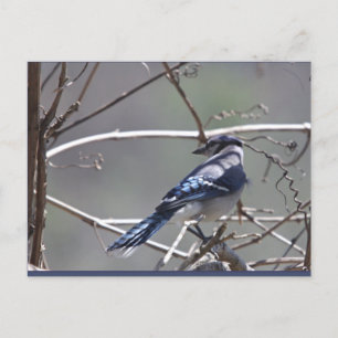 Cartão Postal Aves do Vale de Shenandoah: Blue Jay/Cardinal/Spar